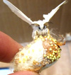silk moth on cocoon